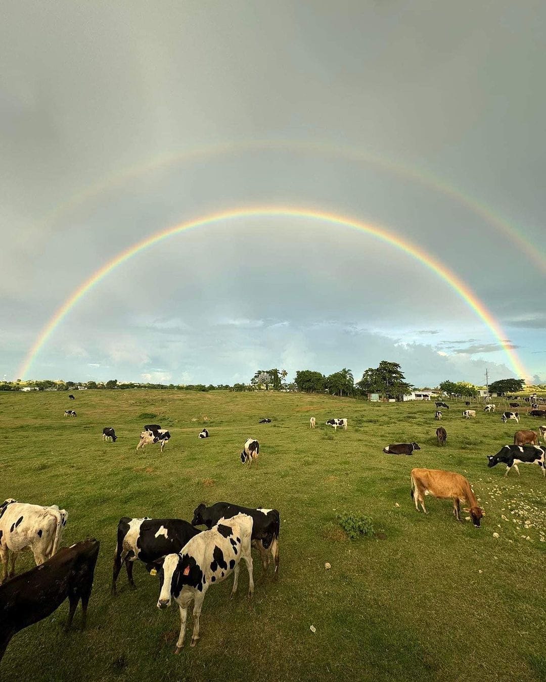 puerto rico or aruba